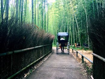 Bamboo trees in forest