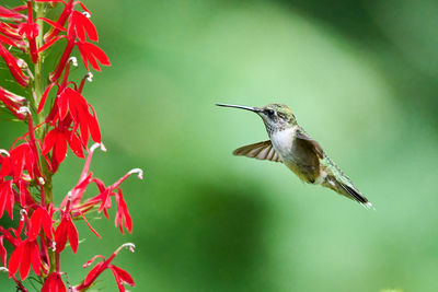 Close-up of bird flying against blurred background