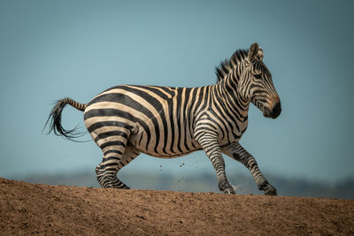 Plains zebra gallops over ridge in sunshine