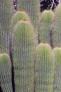 Full frame shot of succulent plant