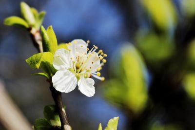 Close-up of white flower blooming outdoors