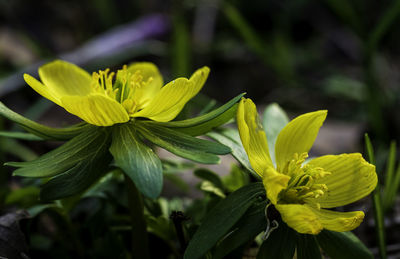 Close-up of yellow flowering plant
