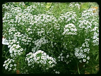 Close-up of white flowers