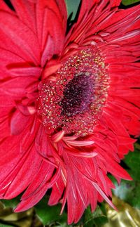 Close-up of pink flowers