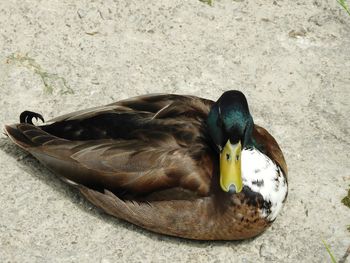 High angle view of mallard duck