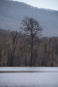 Bare tree by lake against mountain