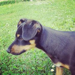 Dog grazing on grassy field