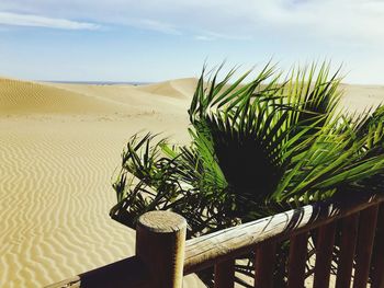 Plant growing on sand against sky