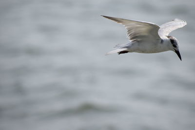 Close-up of seagull flying over sea