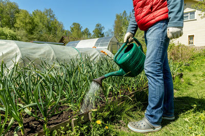 Watering garlic from a watering can, crop care in the garden.