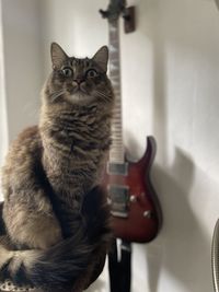 Portrait of a cat sitting at home with guitar in background