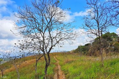 Trees on landscape against sky