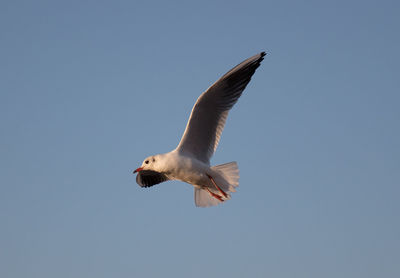 Low angle view of seagull flying