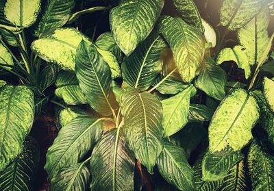 Full frame shot of fresh green leaves