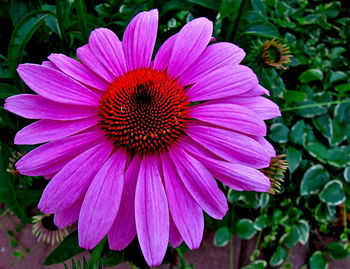 Close-up of pink flower