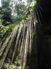 Low angle view of trees in forest