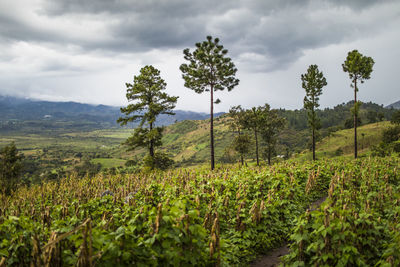 Lush crops grow on mountainside in guatemala.