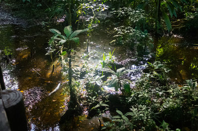 Close-up of fresh plants by trees in forest