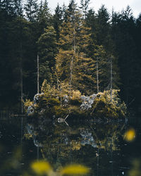 Trees by lake in forest against sky