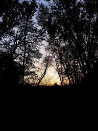 Low angle view of silhouette trees against sky during sunset