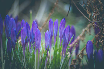 Close-up of purple flowers