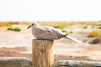 Close-up of bird perching on wooden post