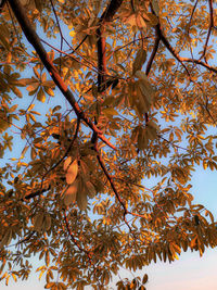 Low angle view of maple tree