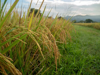 Crops growing on field against sky