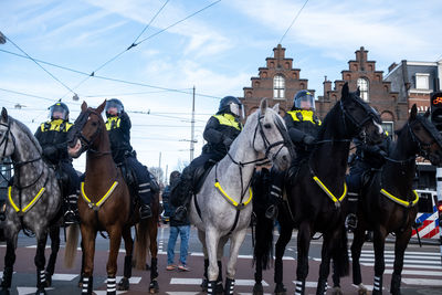 Panoramic view of horses in city