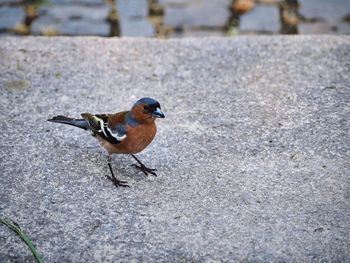 High angle view of bird perching on footpath