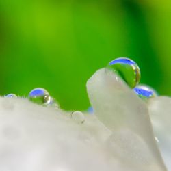 Close-up of plant against blurred background