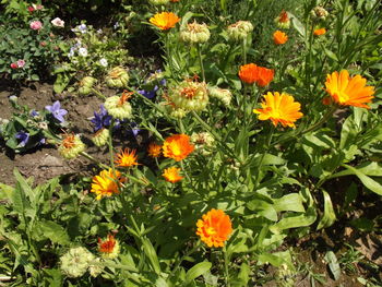 Yellow flowers blooming outdoors