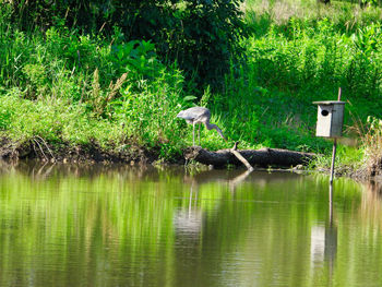 Bird flying over lake