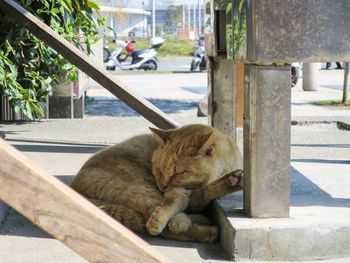 Cat looking away