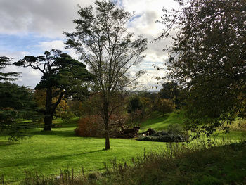 Trees on field against sky