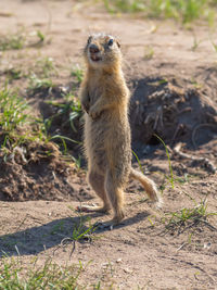 Meerkat on field