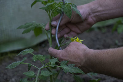 Cropped hand of man holding plant