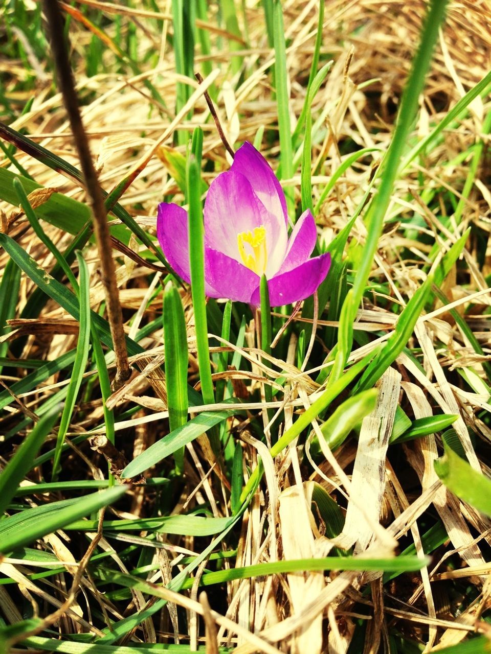 flower, freshness, petal, fragility, growth, flower head, beauty in nature, blooming, purple, plant, field, nature, single flower, in bloom, stem, grass, close-up, high angle view, blossom, leaf