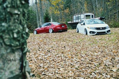 Car on road in forest