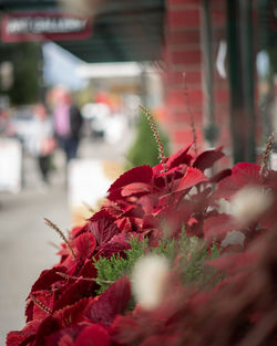 Close-up of red flowering plant