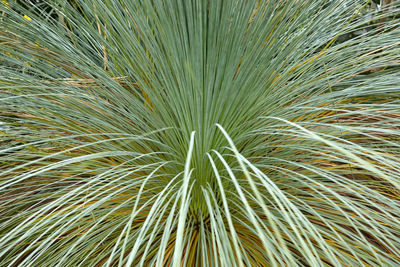 Full frame shot of palm leaf