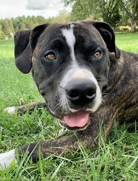 Close-up of dog on field