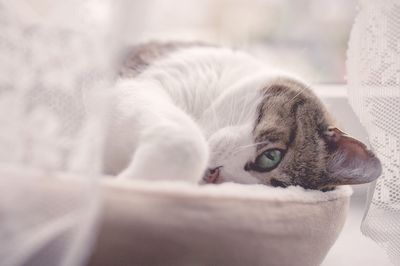 Close-up of black cat lying on bed