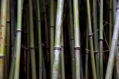 Full frame shot of bamboo plants