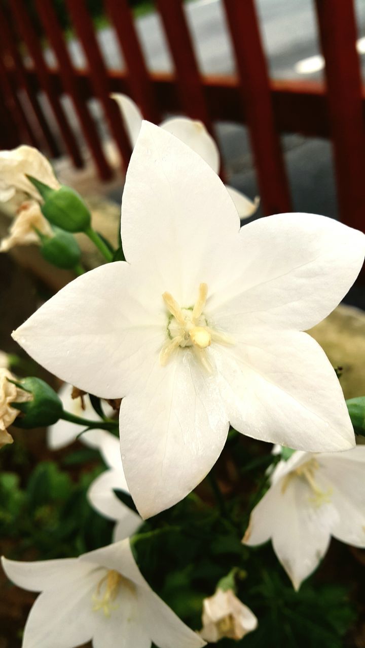 flower, petal, white color, flower head, fragility, freshness, close-up, beauty in nature, growth, stamen, pollen, focus on foreground, blooming, white, nature, single flower, in bloom, plant, day, no people