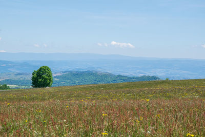 Scenic view of field against sky