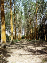 Road passing through forest