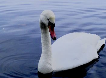 Swan swimming in lake