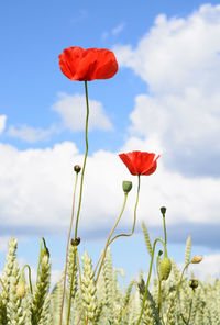 Close-up of poppy blooming against sky