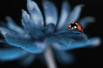 Close-up of insect on blue flower